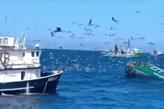 Pescador queda atrapado en barco sardinero y muere durante rescate