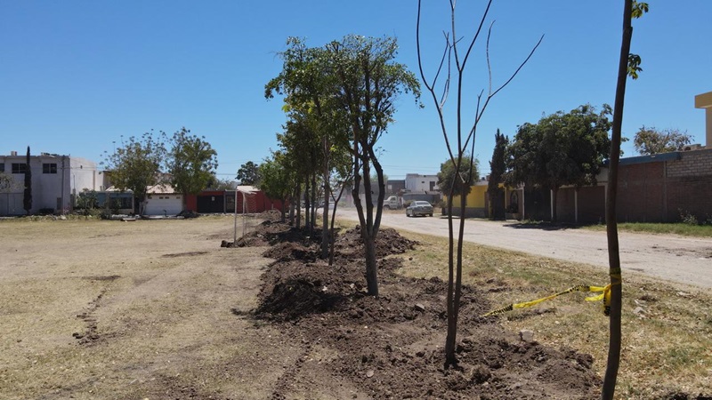 Replantan árboles retirados del Blvd. Adolfo López Mateos en diversos sectores de Los Mochis