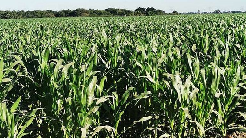 Ante nula respuesta, productores de maíz de Sinaloa amenazan con sabotear elecciones