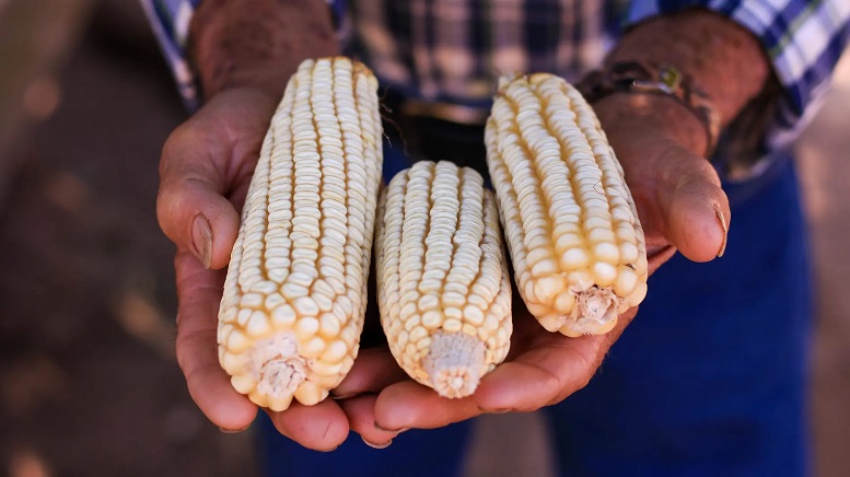 mazorcas de maiz