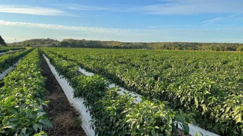 cultivo afectado por helada