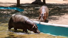hipopótamos en el zoológico de Culiacán