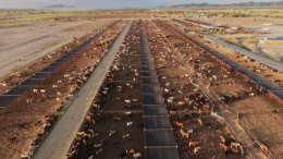 instalacion de ganado de exportacion