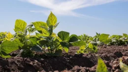 siembra de hortalizas