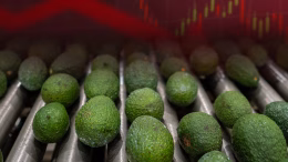 aguacate de exporacion