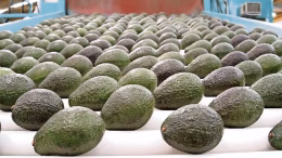 aguacates