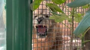 león africano tiki en el zoológico de culiacan