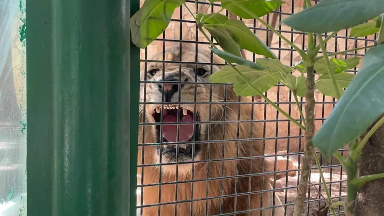 león africano tiki en el zoológico de culiacan