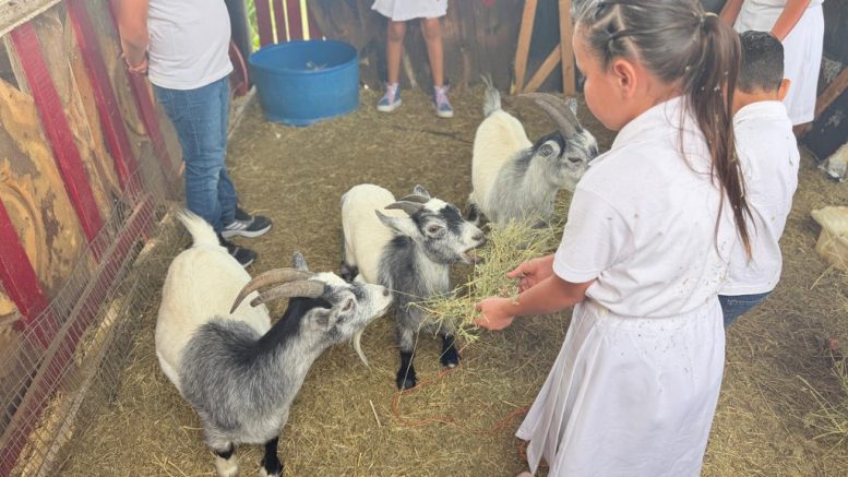 convivencia de niños en granja de mascotas